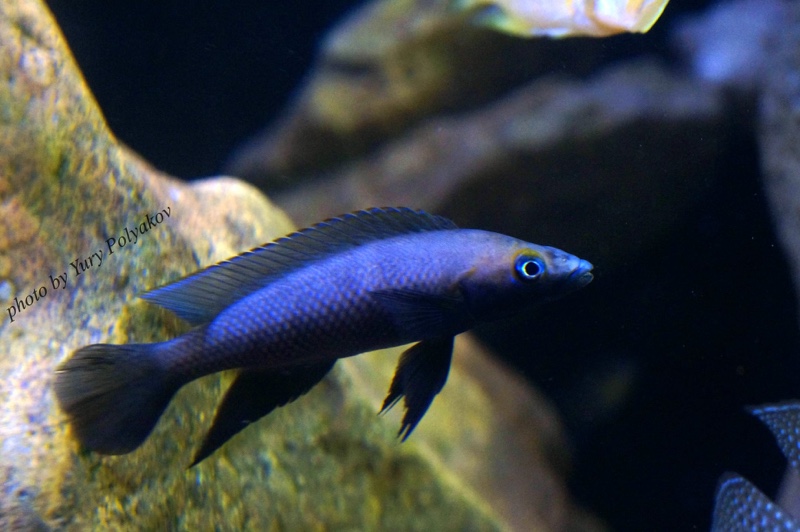 Neolamprologus nigriventris